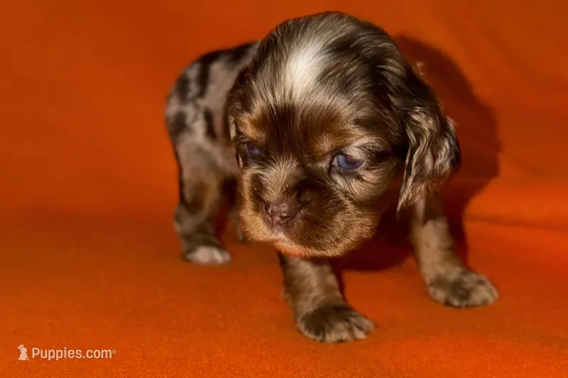 Lucky – Cocker Spaniel puppy for sale in Buffalo, MO