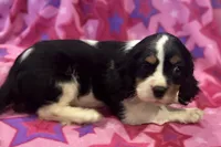 Molly, a female Cavalier King Charles Spaniel for sale in Buffalo, MO – 7 of 8