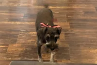 AKC- Addie, a female Miniature Schnauzer for sale in Buffalo, MO – 3 of 10