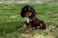 Bluey - AKC Champion Background, a male Cocker Spaniel for sale in Buffalo, MO – 2 of 7