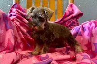 Chica, a female Miniature Schnauzer for sale in Buffalo, MO – 2 of 9