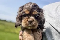 Rusty, a male Cocker Spaniel for sale in Buffalo, MO – 3 of 10