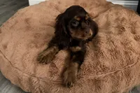 Bingo - AKC Champion Background, a male Cocker Spaniel for sale in Buffalo, MO – 6 of 8