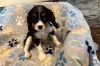 Russ, a male Cavalier King Charles Spaniel for sale in Buffalo, MO – 4 of 10