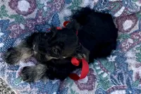 AKC- Addie, a female Miniature Schnauzer for sale in Buffalo, MO – 5 of 10