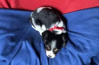 Ryder, a male Cavalier King Charles Spaniel for sale in Buffalo, MO – 7 of 10