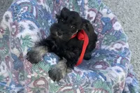 AKC- Addie, a female Miniature Schnauzer for sale in Buffalo, MO – 3 of 10
