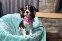 Renley, a female Cavalier King Charles Spaniel for sale in Buffalo, MO – 3 of 10