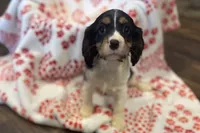 Mochi, a female Cavalier King Charles Spaniel for sale in Buffalo, MO – 5 of 10