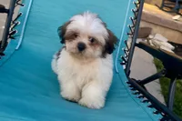 Luna- AKC Champion Bloodlines, a female Lhasa Apso for sale in Buffalo, MO – 2 of 9