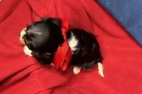 Renley, a female Cavalier King Charles Spaniel for sale in Buffalo, MO – 3 of 9