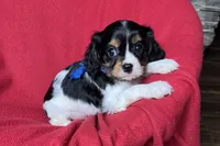 Rhett, a male Cavalier King Charles Spaniel for sale in Buffalo, MO – 8 of 10