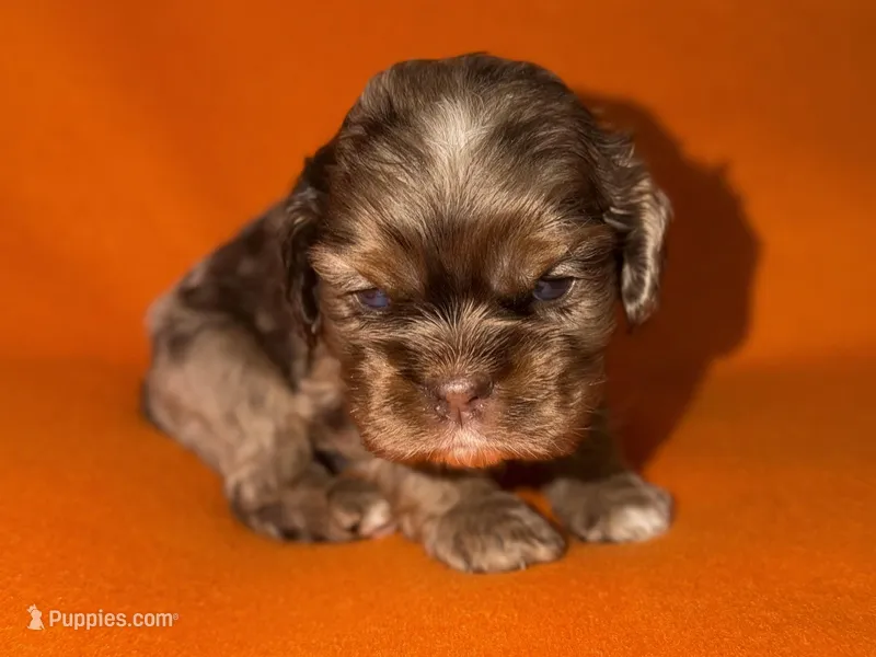Rusty – Cocker Spaniel puppy for sale in Buffalo, MO