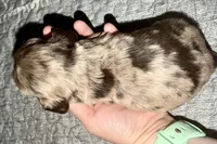 Rusty, a male Cocker Spaniel for sale in Buffalo, MO – Photo 2 of 5