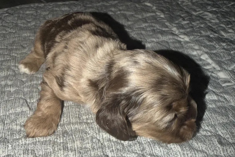 Rusty – Cocker Spaniel puppy for sale in Buffalo, MO