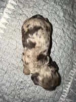 Rusty, a male Cocker Spaniel for sale in Buffalo, MO – Photo 5 of 5