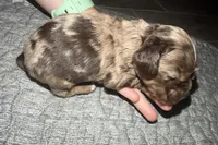 Rusty, a male Cocker Spaniel for sale in Buffalo, MO – Photo 4 of 5