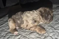 Rusty, a male Cocker Spaniel for sale in Buffalo, MO – Photo 3 of 5