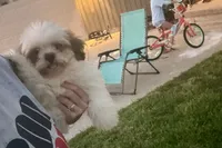 Luna- AKC Champion Bloodlines, a female Lhasa Apso for sale in Buffalo, MO – 5 of 9