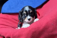 Renley, a female Cavalier King Charles Spaniel for sale in Buffalo, MO – 8 of 9