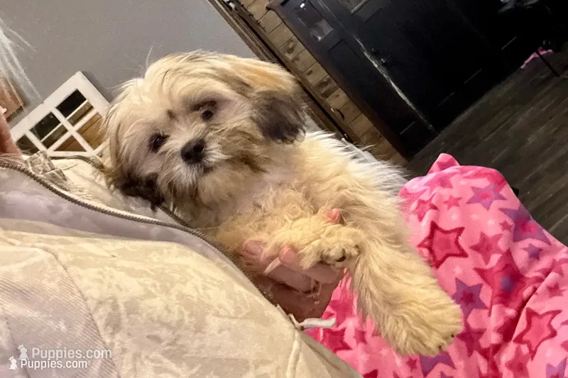Camilla – Lhasa Apso puppy for sale in Buffalo, MO