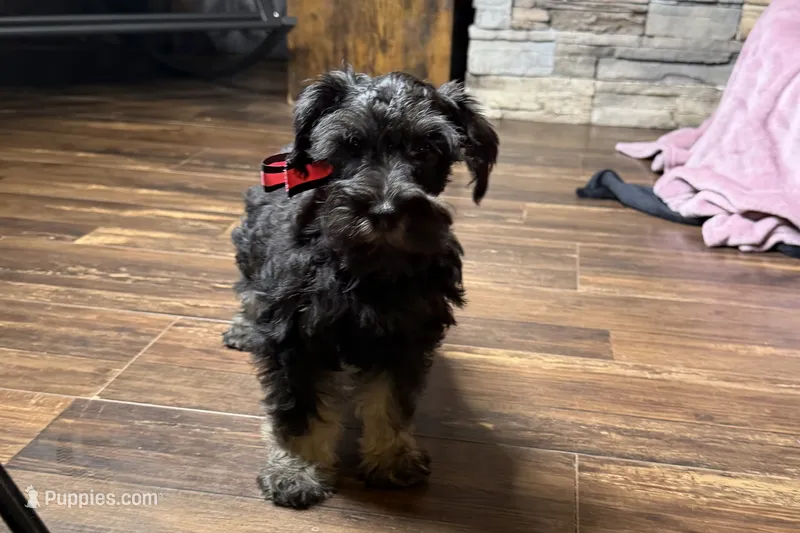 AKC- Addie – Miniature Schnauzer puppy for sale in Buffalo, MO