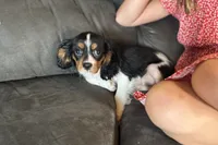 Ryan, a male Cavalier King Charles Spaniel for sale in Buffalo, MO – 5 of 10