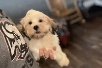 Carter, a male Lhasa Apso for sale in Buffalo, MO – 5 of 10