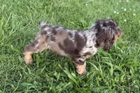 Snickers - AKC Champion Background, a male Cocker Spaniel for sale in Buffalo, MO – 5 of 8