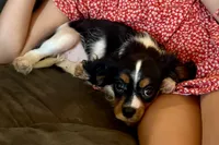 Ryan, a male Cavalier King Charles Spaniel for sale in Buffalo, MO – 8 of 10