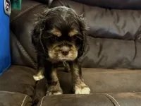Bluey, a male Cocker Spaniel for sale in Buffalo, MO – 3 of 7