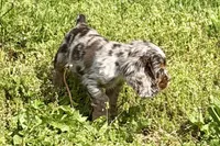 Snickers, a male Cocker Spaniel for sale in Buffalo, MO – 6 of 10