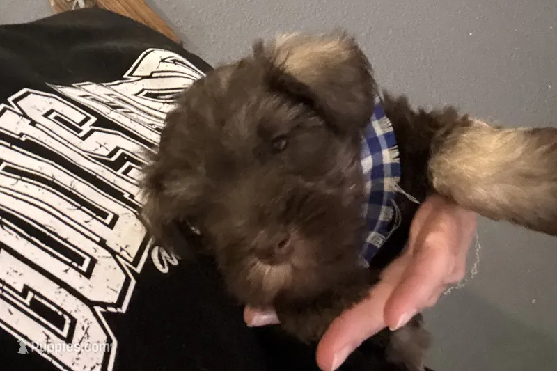 Evan – Miniature Schnauzer puppy for sale in Buffalo, MO