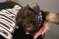 Evan, a male Miniature Schnauzer for sale in Buffalo, MO – 1 of 9