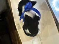 River, a female Cavalier King Charles Spaniel for sale in Buffalo, MO – 9 of 9