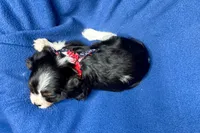 Russ, a male Cavalier King Charles Spaniel for sale in Buffalo, MO – 9 of 9
