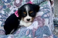 Pyper, a female Cavalier King Charles Spaniel for sale in Buffalo, MO – 4 of 8