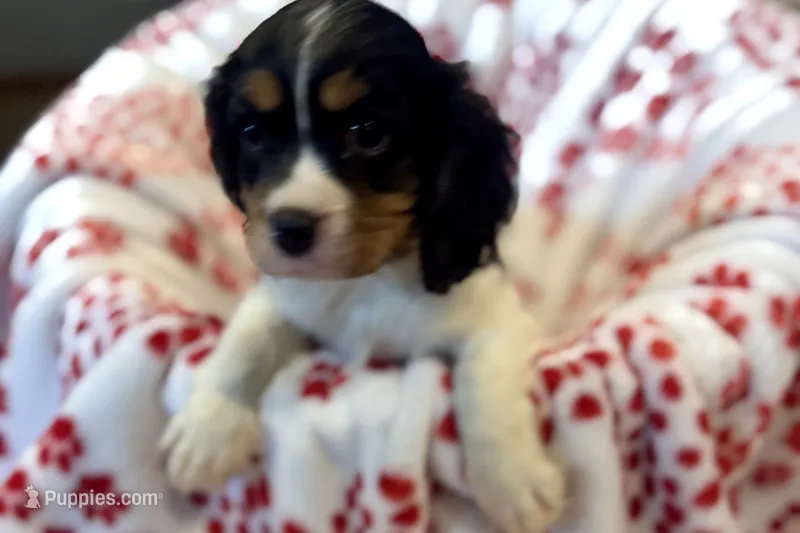 Mochi – Cavalier King Charles Spaniel puppy for sale in Buffalo, MO