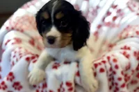 Mochi, a female Cavalier King Charles Spaniel for sale in Buffalo, MO – 1 of 10