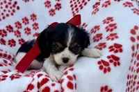 Paisley , a female Cavalier King Charles Spaniel for sale in Buffalo, MO – 6 of 9