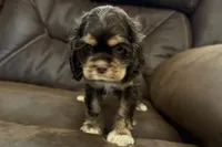 Bluey, a male Cocker Spaniel for sale in Buffalo, MO – 6 of 7