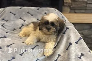 Tyson – Lhasa Apso puppy for sale in Buffalo, MO