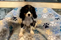 Russ, a male Cavalier King Charles Spaniel for sale in Buffalo, MO – 1 of 10