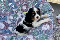 Paris, a female Cavalier King Charles Spaniel for sale in Buffalo, MO – 9 of 10