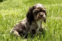 Lucky, a male Cocker Spaniel for sale in Buffalo, MO – 3 of 5