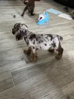 Rusty - Blue Eyes/ AKC Champion Background, a male Cocker Spaniel for sale in Buffalo, MO – 10 of 10