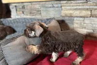 Evan, a male Miniature Schnauzer for sale in Buffalo, MO – 2 of 7