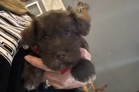 Eric, a male Miniature Schnauzer for sale in Buffalo, MO – 8 of 10