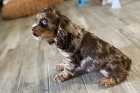 Snickers - AKC Champion Background, a male Cocker Spaniel for sale in Buffalo, MO – 3 of 8