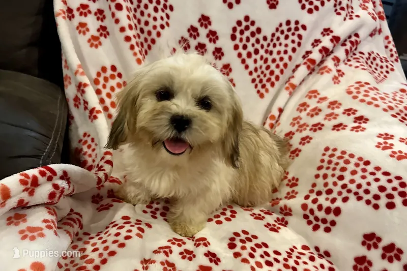 Callie – Lhasa Apso puppy for sale in Buffalo, MO